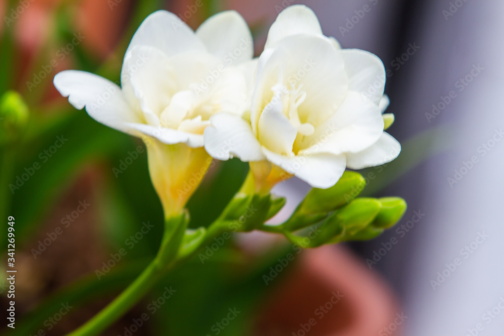 Freesia flowering plants in spring natural light Freesia flowering plants in spring natural light