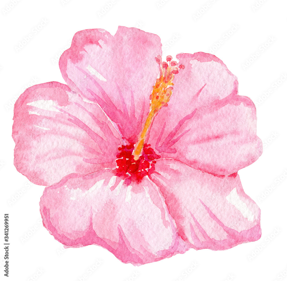 watercolor hand drawn pink hibiscus flower isolated on white background. Tropical flora watercolor hand drawn pink hibiscus flower isolated on white background. Tropical flora