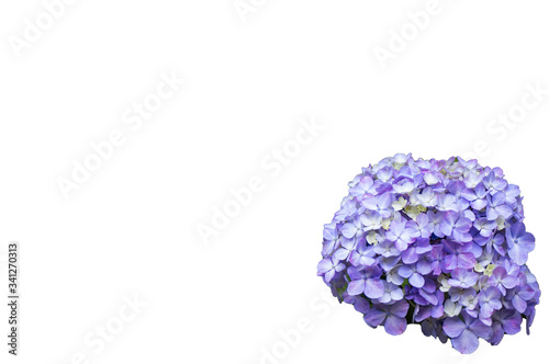 トリミングしやすい紫陽花