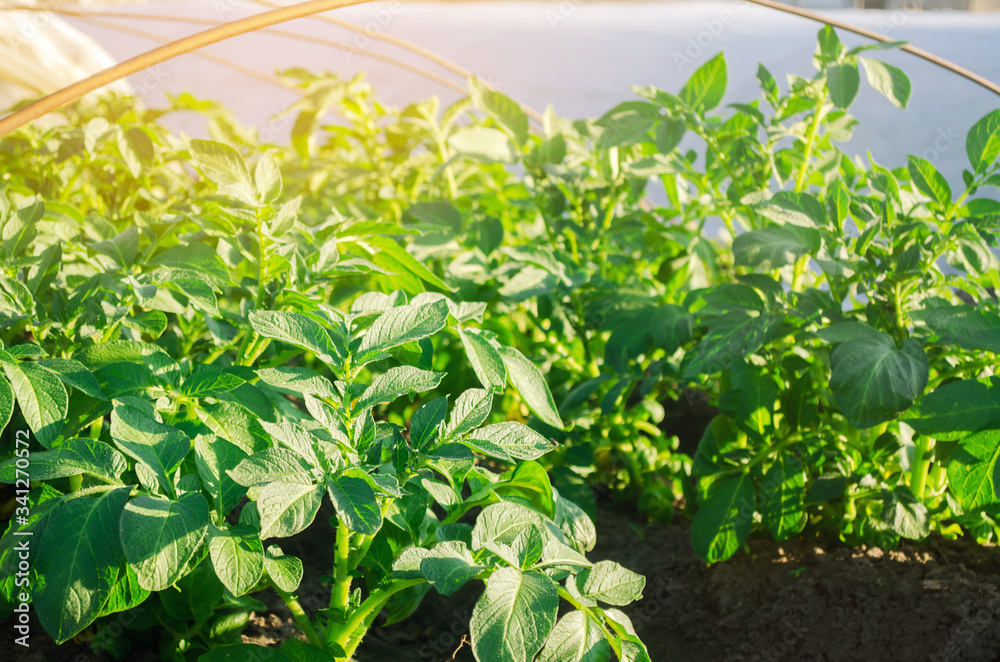 Growing young potatoes under agrofibre in small greenhouses. Farming and agriculture. Plantations. Spunbond to protect against frost and keep humidity of vegetables. Close-up Growing young potatoes under agrofibre in small greenhouses. Farming and agriculture. Plantations. Spunbond to protect against frost and keep humidity of vegetables. Close-up