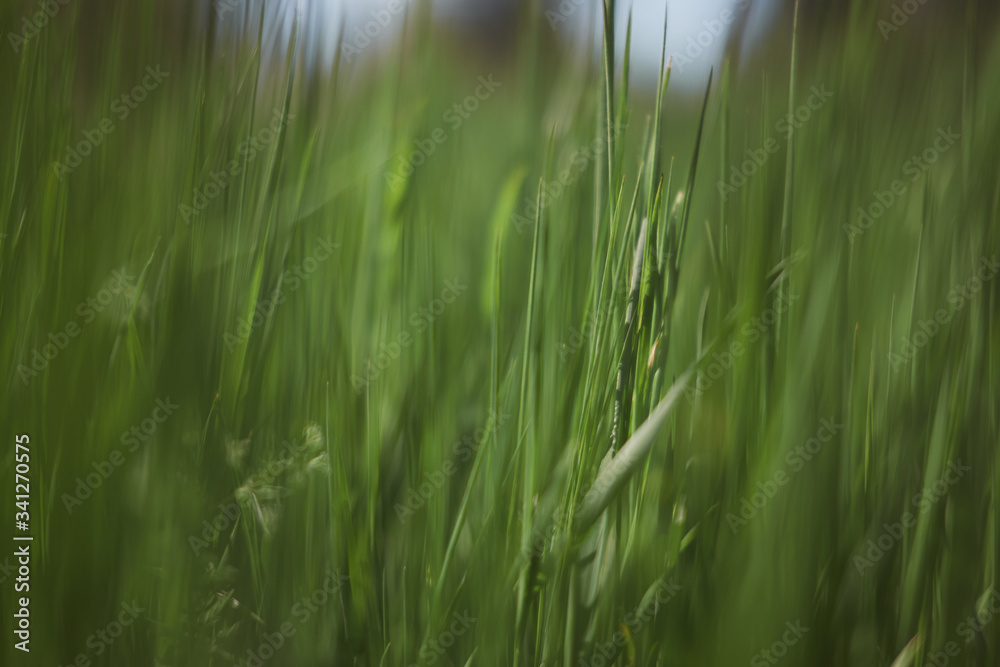 close up photo of green grass with smooth out of focus area