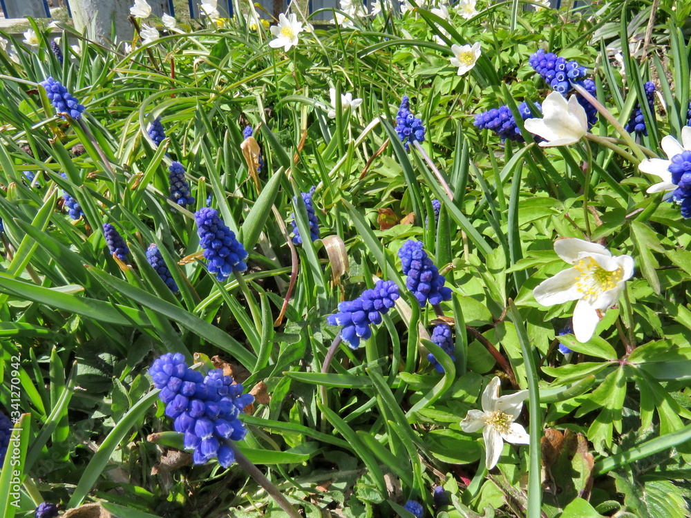 Muscari and white snowdrops in the sun Muscari and white snowdrops in the sun