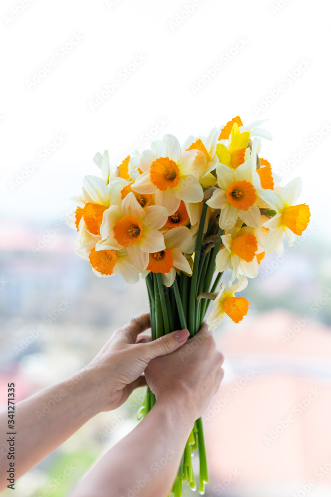 Fresh narcissus flower in hands