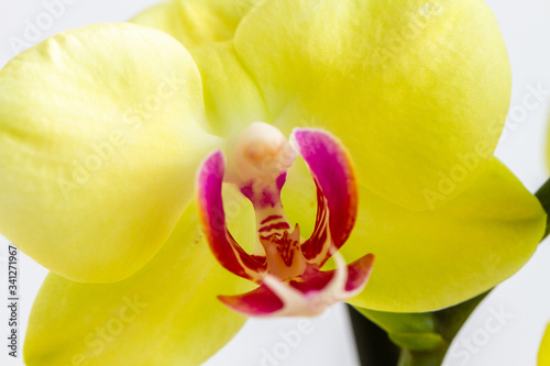 Orchid flowers in natural light