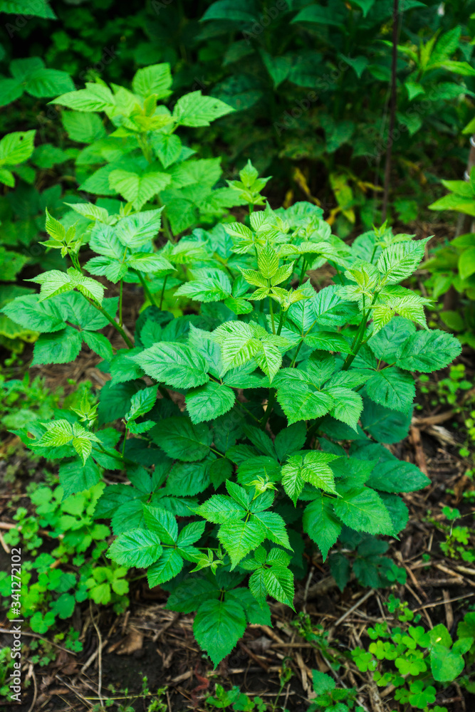 Blackberry plant in the garden. Selective focus.
Blackberry plant in the garden. Selective focus.