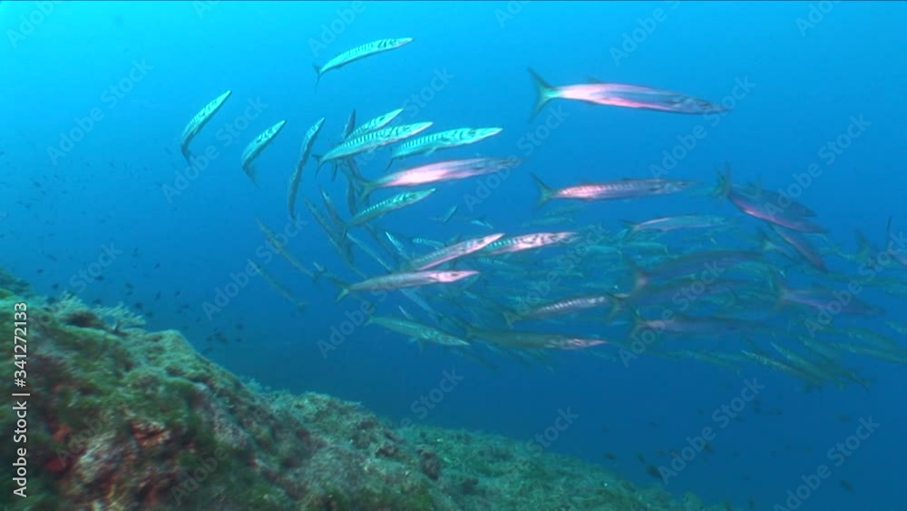 barracuda fish underwater schooling together barracudas under ocean scenery in blue water barracuda fish underwater schooling together barracudas under ocean scenery in blue water