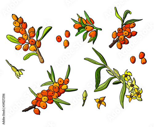 Set of berries with sea buckthorn flowers. Cartoon style. White background, isolate. Stock illustration.