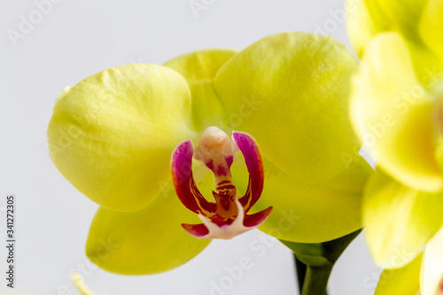 Orchid flowers in natural light