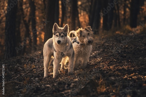 Siberian Husky and Fox Terrier on a walk in the woods