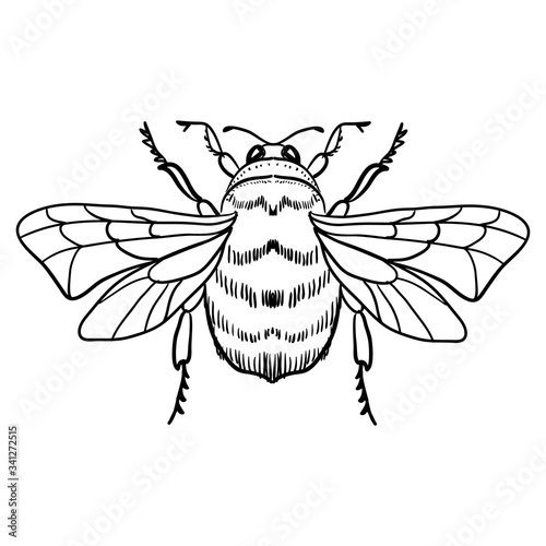 Cute cartoon bee, funny bee flying, vector illustration, coloring book page for children.