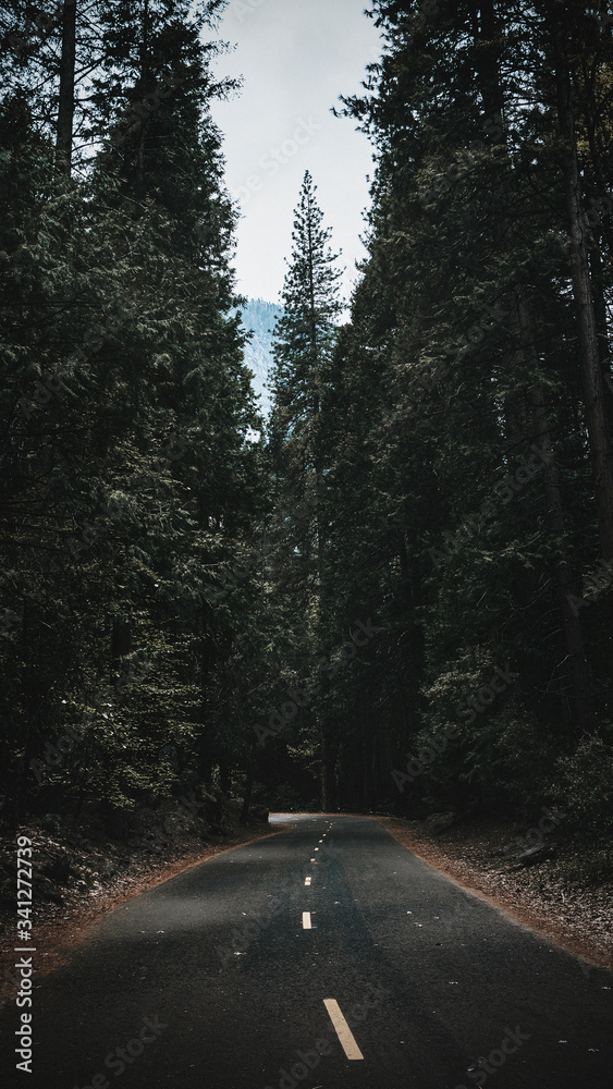 Naklejka premium Forests of Yosemite National Park
