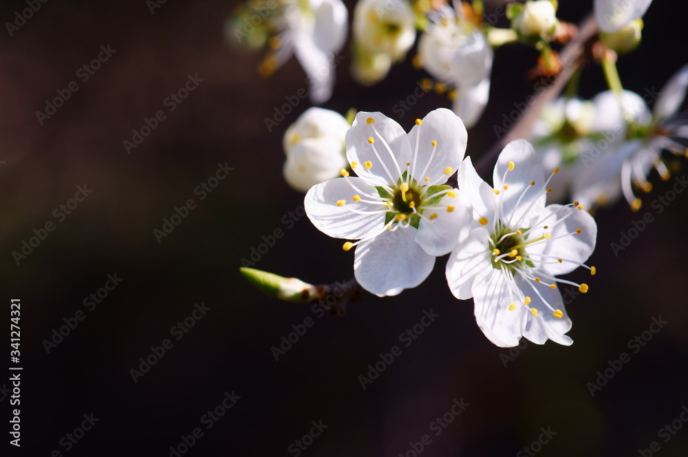 cherry tree blossom cherry tree blossom
