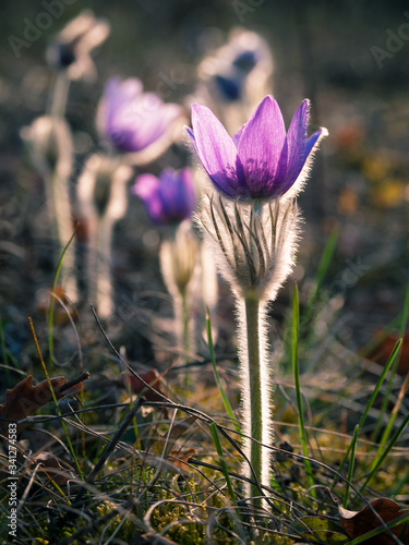 Pasqueflowers in a morning meadow
