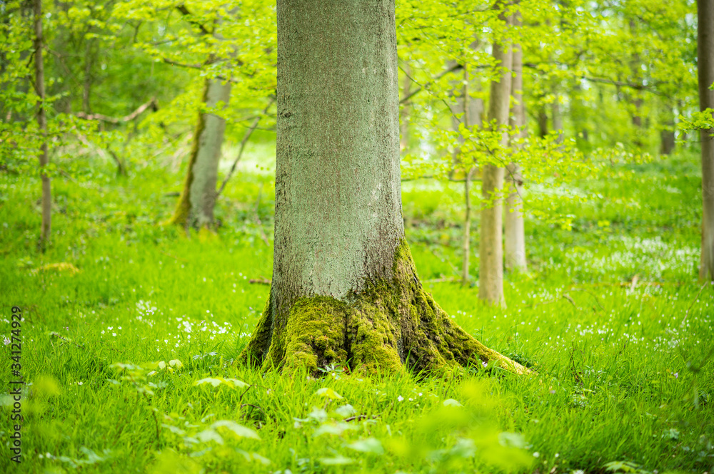 Fototapeta premium Spring and nature background concept, tree trunk and green grass in close-up with blurred forest and sunlight.