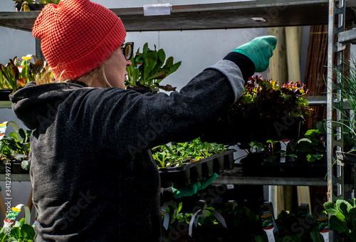 Garden store worker watering and taking cara of plants on shelves. photo