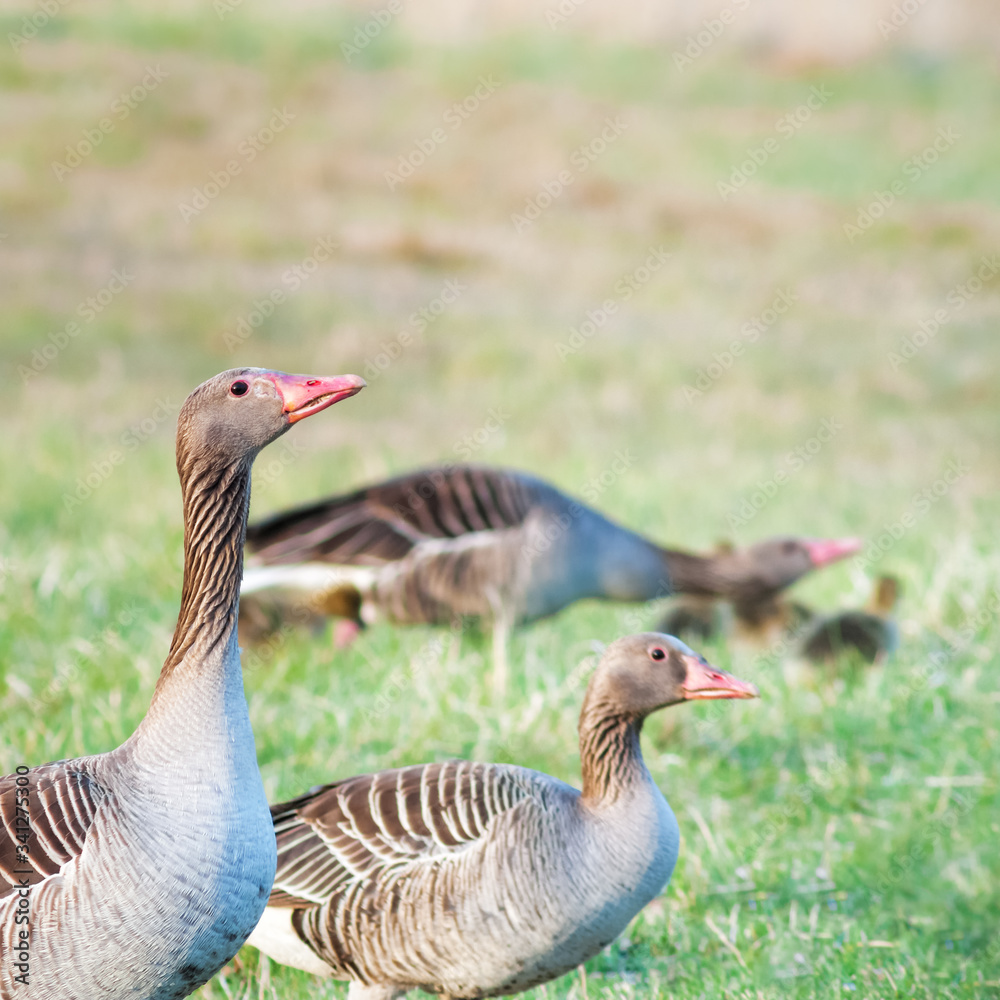 couple of grey goose on a meadow couple of grey goose on a meadow