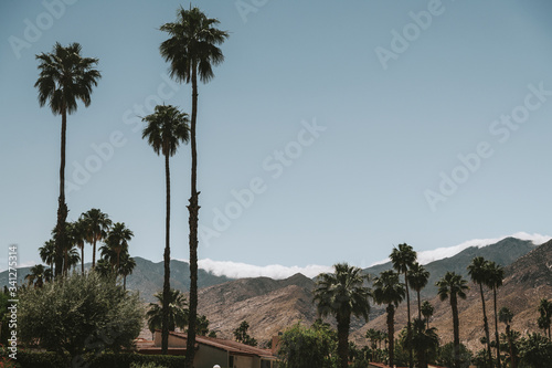 Fototapeta Naklejka Na Ścianę i Meble -  Palm trees in California