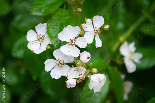 Wild rose blossoms on the bush, prairie rose,  climbing wild rose. Rosa setigera. photo