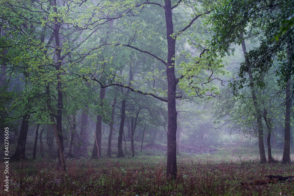 Fototapeta premium morning in the woods