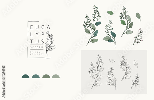 Seeded eucalyptus logo and branch. Hand drawn wedding herb, plant and monogram with elegant leaves for invitation save the date card design. Botanical rustic trendy greenery