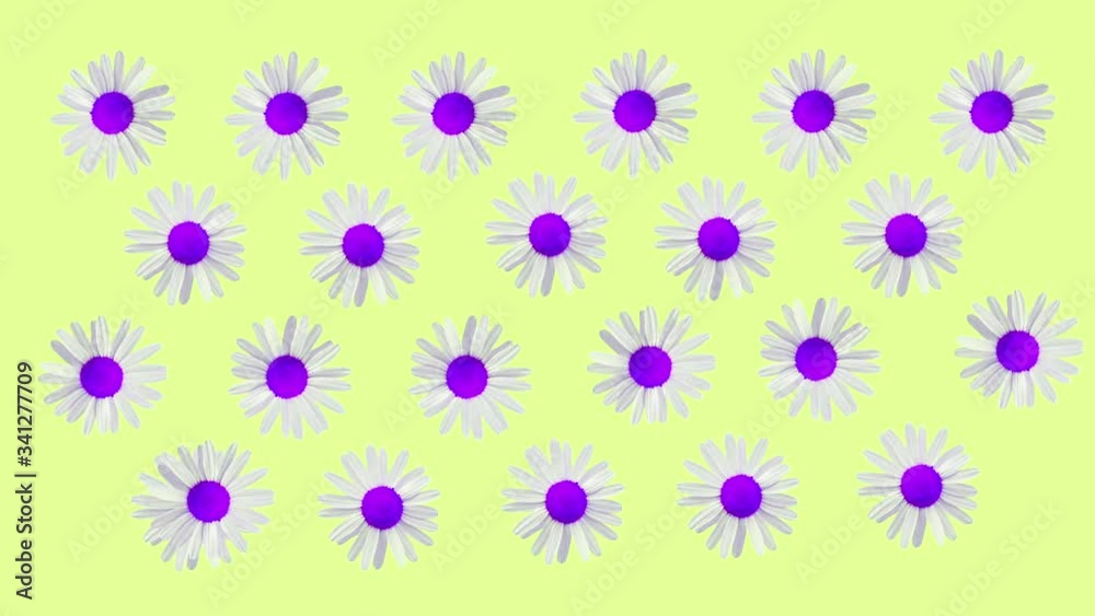 Funny bright color yellow clip with moving and rotating violet daisy camomile flowers. Yellow background. Copy space. Funny bright color yellow clip with moving and rotating violet daisy camomile flowers. Yellow background. Copy space.