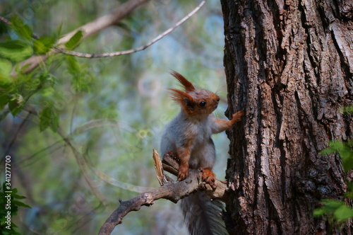squirrel on a tree © Станислав 