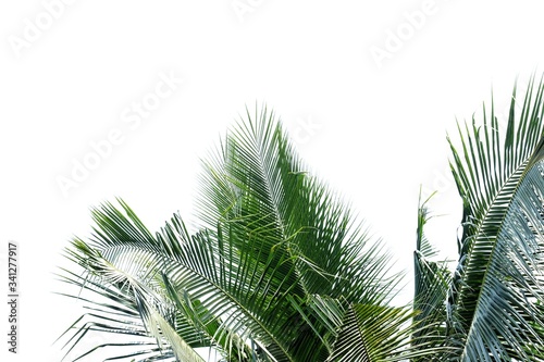 Tropical coconut leaves on white isolated background for green foliage backdrop and copy space  © Oradige59