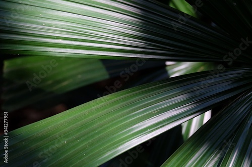 Tropical palm leaf skin with green color pattern and sun light shadow for background texture 