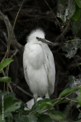Greater Egret Chick sitting next to its nest
