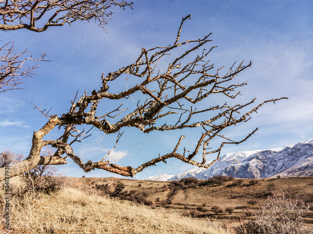 Crooked dry tree on top of a mountain on a background of mountains Crooked dry tree on top of a mountain on a background of mountains