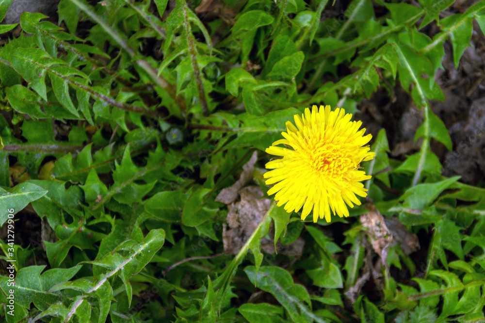 The first April bright yellow dandelion. The first April bright yellow dandelion.