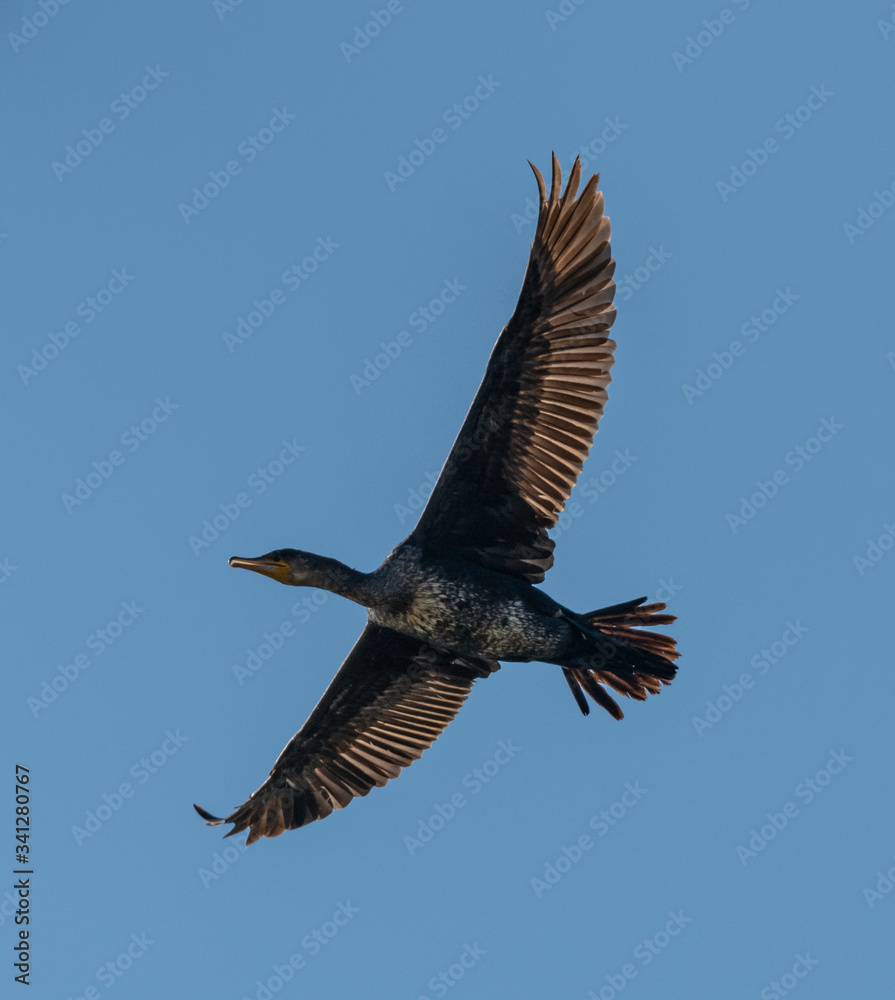 Fototapeta premium cormorant bird in flight from below on blue sky