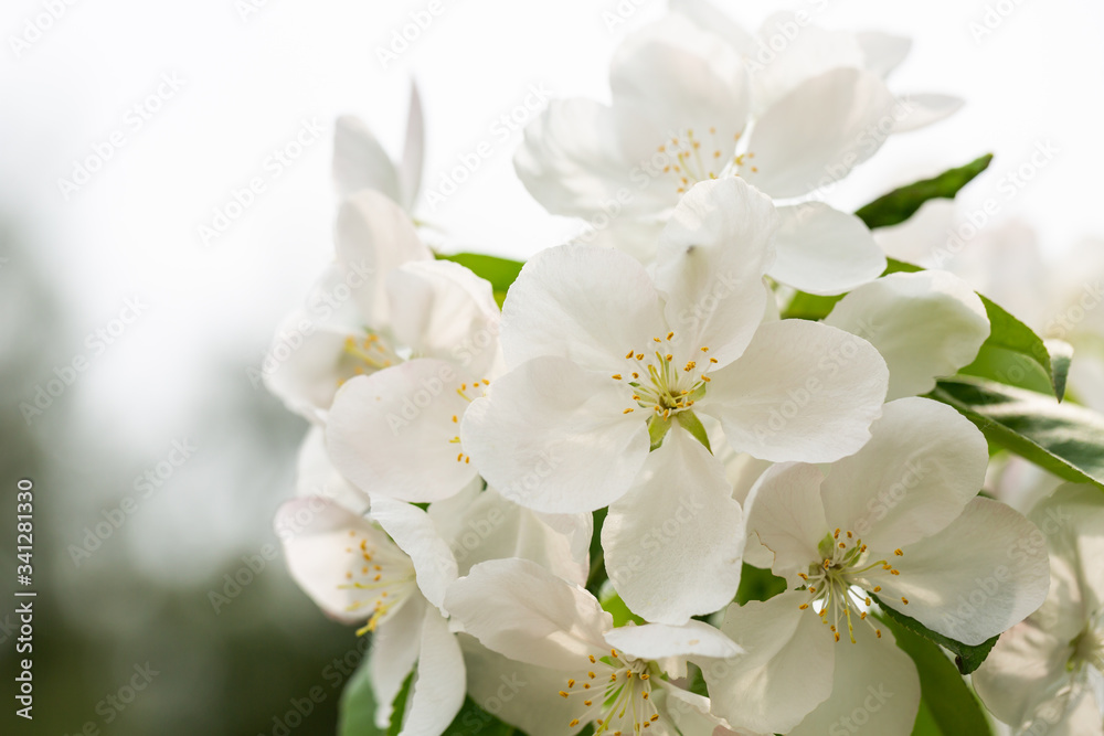 Spring blooming flowers