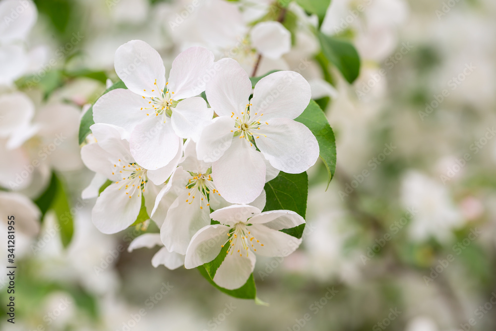 Spring blooming flowers Spring blooming flowers
