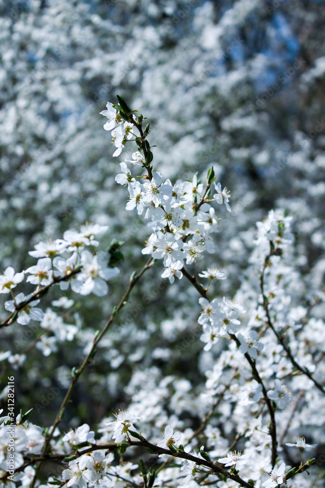 White spring sakura blossom White spring sakura blossom