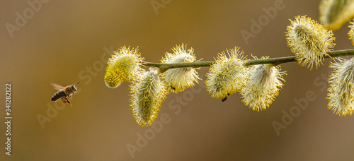 honey bee hovering by catkins of pussy willow