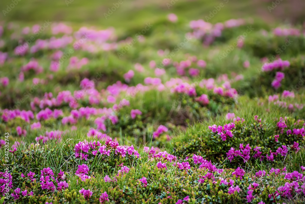 Rhododendron flowers in nature Rhododendron flowers in nature