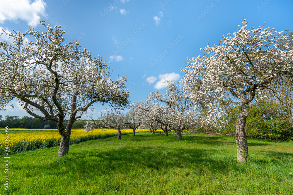 Blühende Apfelbäume