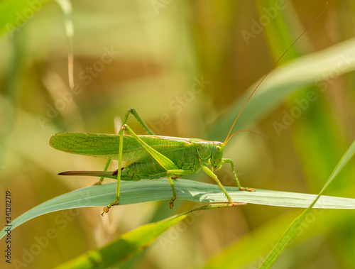 female great green bush-cricket (Tettigonia viridissima) on grass leaf