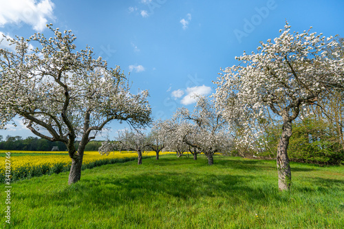 Blühende Apfelbäume
