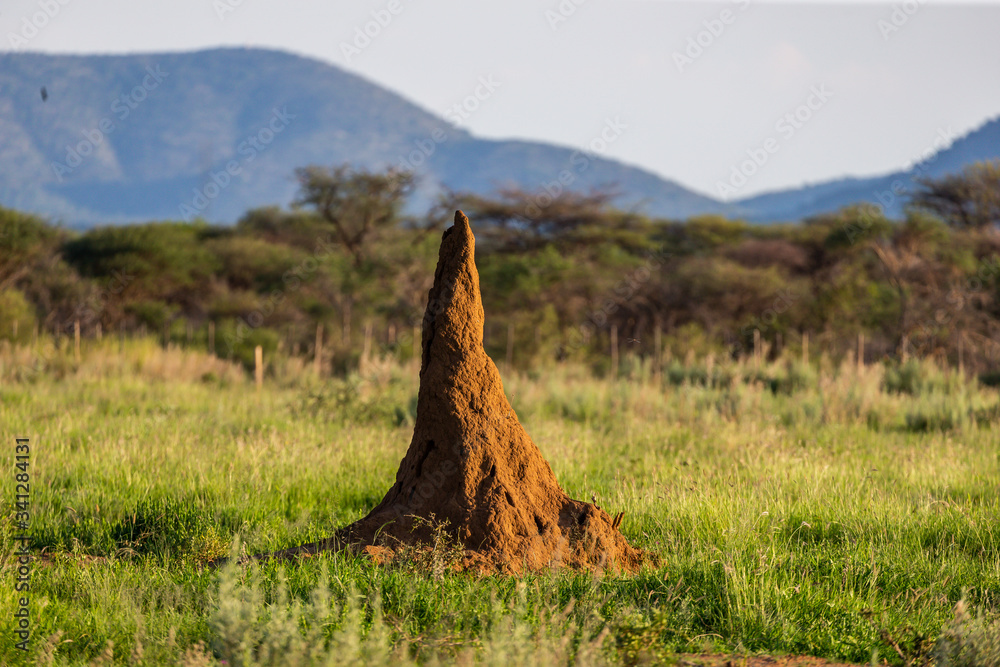 termiti-re-g-ante-dans-savane-africaine-stock-photo-adobe-stock