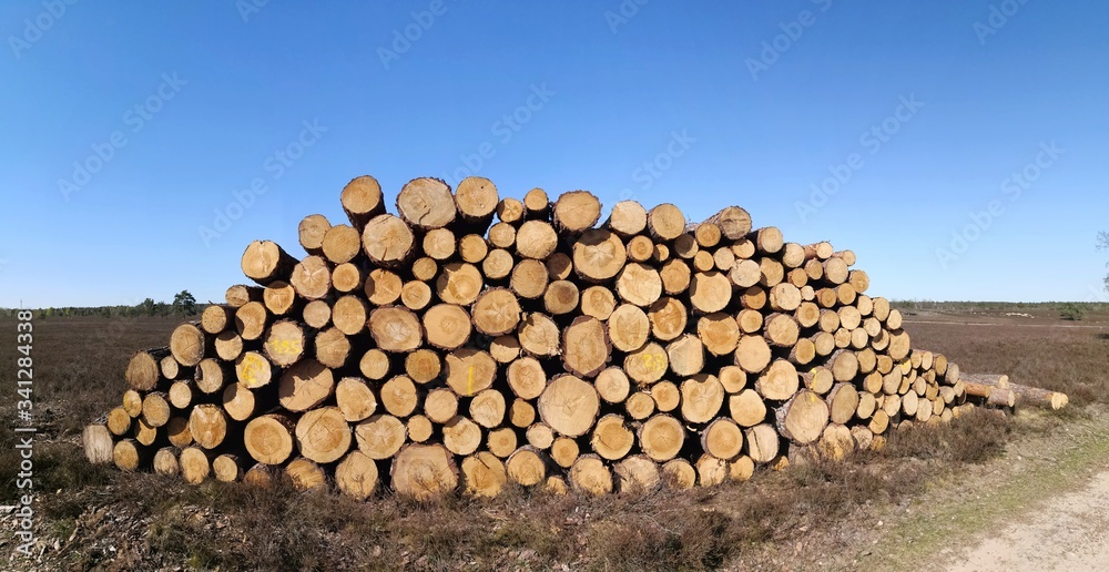 wood tree trunks cut and piled up in heap against blue sky, panoramic view