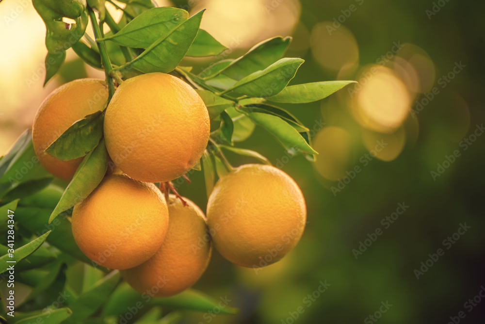 Orange garden with fruit