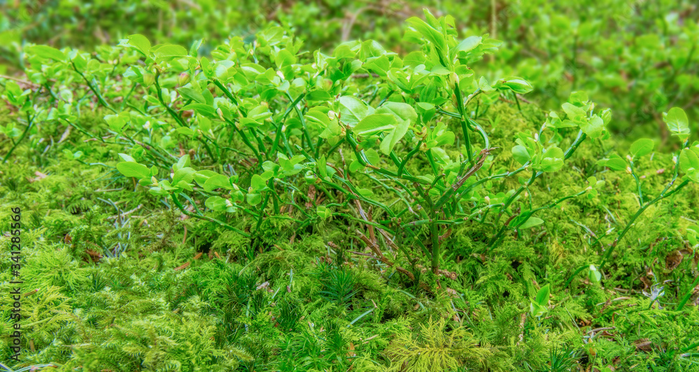 Lush-green forest soil with moss and little shrub. Blurred background. Selective focus