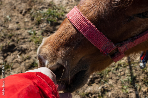 Bild auf Leinwand Person touching mouth of falabella horse