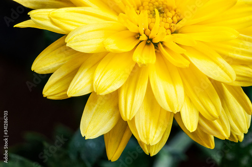 Image of a chrysanthemum or mums flower. Its a perennial flower which bloom through out the year in India. photo