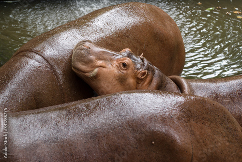 youg Hippopotamus with parents at Chiang Mai zoo