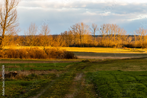 Green and yellow early spring rural landscape. Vivid grass color during evening golden hour. Poland  Europe.