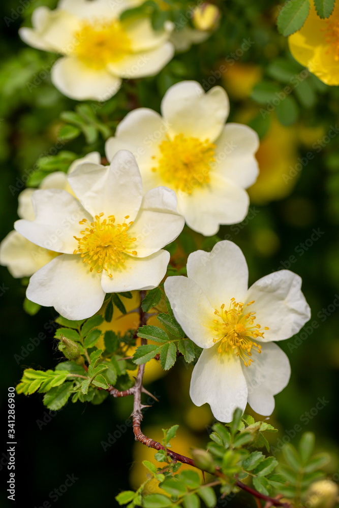 Fototapeta premium Spring flowers, nature background, close-up