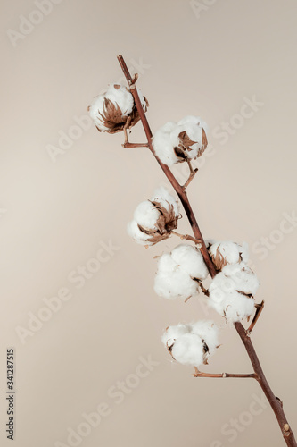 Obraz na plátně Dried natural cotton branch isolated on beige background